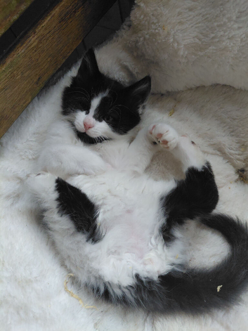 Lovely BOY! Housecat, long hair kitten for sale