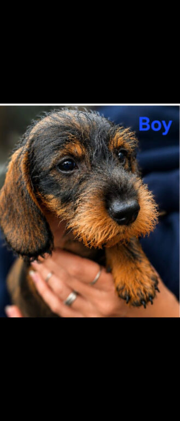 Standard wirehaired dachshund