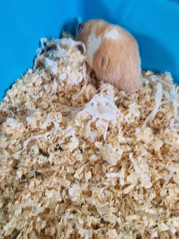Syrian hamster 2 years old