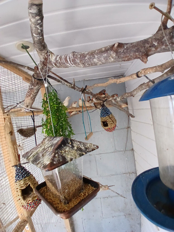 10 zebra finches for sale