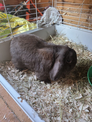 2 year old male
