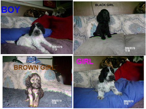 4 cockapoo's 3 girls 1 boy LEFT