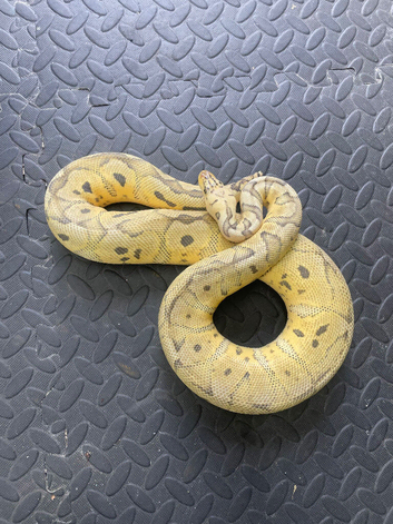 Pastel spotnose female