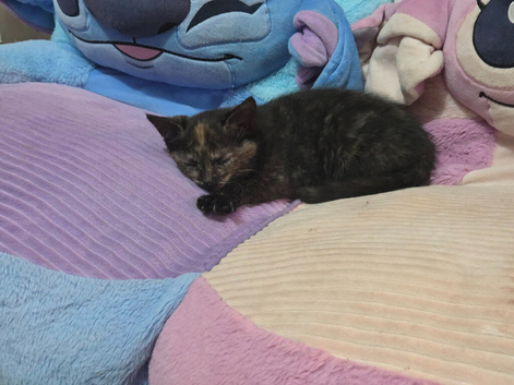 1 kittens 1 girl