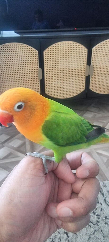 Young hand reared Fischers Lovebird