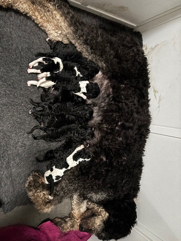 Beautiful unique phantom/parti/tri coloured labroodles