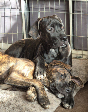 5 BEAUTIFUL CANE CORSO PUPPIES
