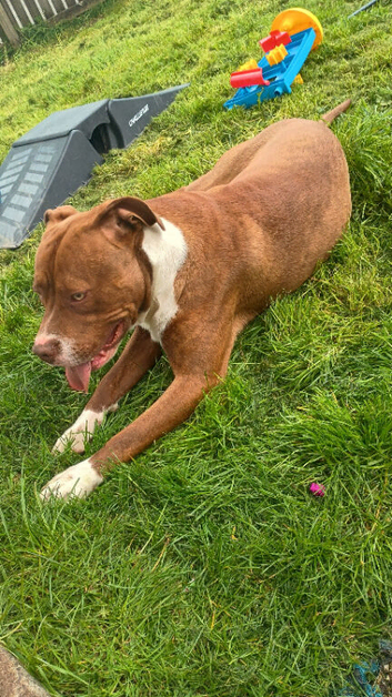 American bulldog cross
