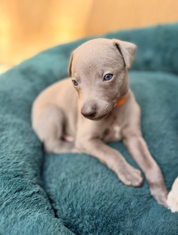 Whippet puppies for sale