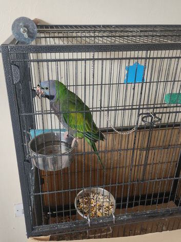 Derbyan parrots