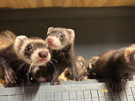 Micro eu ferrets 9 weeks old
