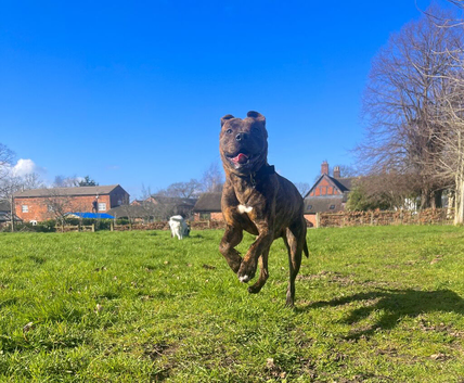1 Year Old Staffy Cross &ndash; Needs Patient, Loving Home
