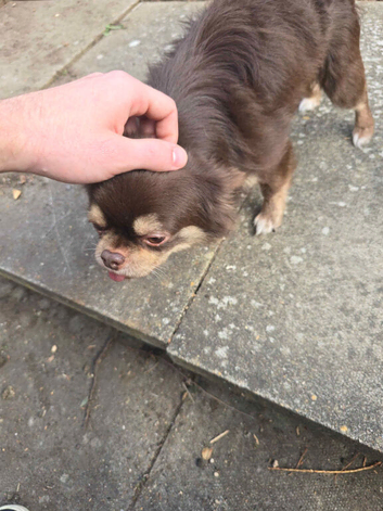 Loving 7yo grandpa chihuahua looking for rehome
