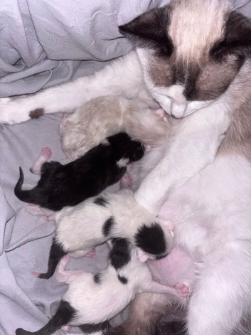 Litter of kittens for sale