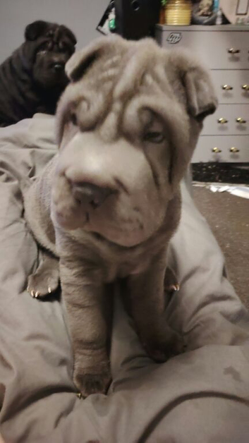3 x sharpei puppies