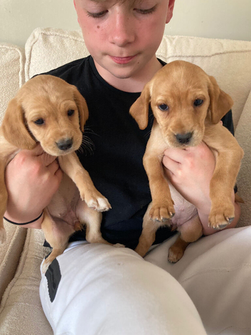 READY NOW COCKERDOR Labrador x Cocker Spaniel