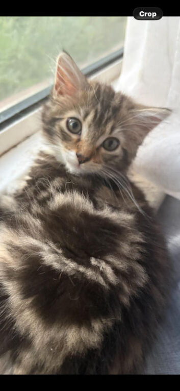 Beautiful British longhair