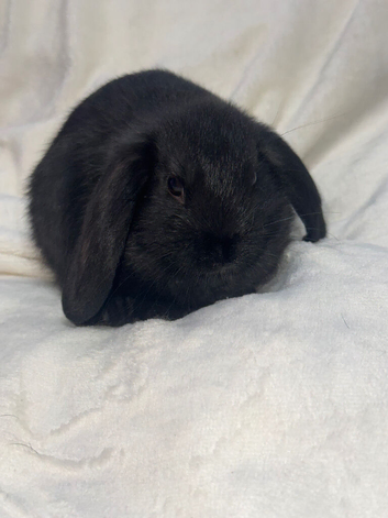 Mini lop eared bunnies