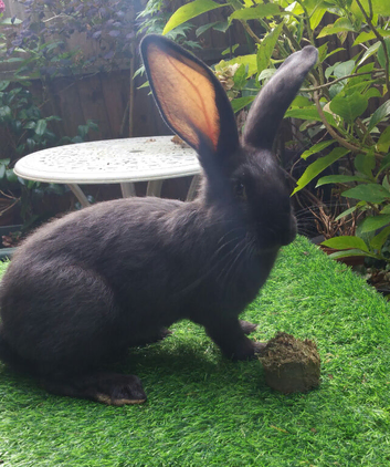 PURE BRED Continental Giant Baby Buck - Vaccinated - RESERVE