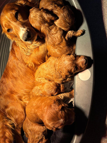 Cocker spaniels