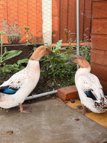 Welsh harlequin ducks
