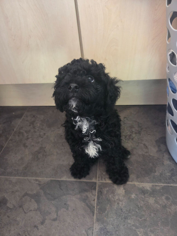 Poochon