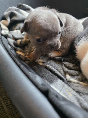 French bulldog puppies