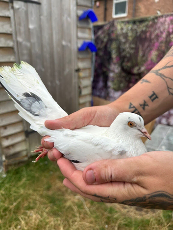 5 roller pigeons