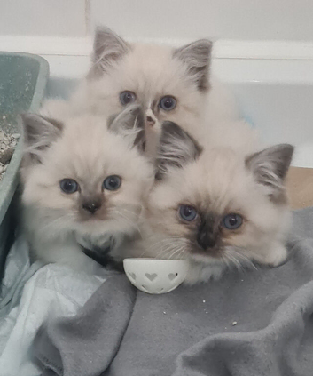 Beautiful Pure Ragdoll Kittens *READY NOW *