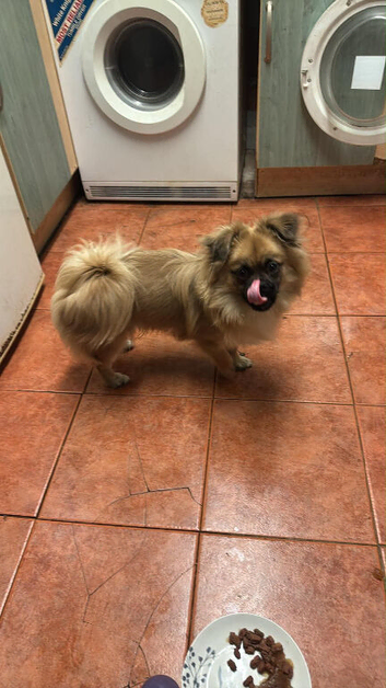 Pomeranian cross pug