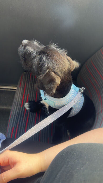 Seeking a 7 month old dog