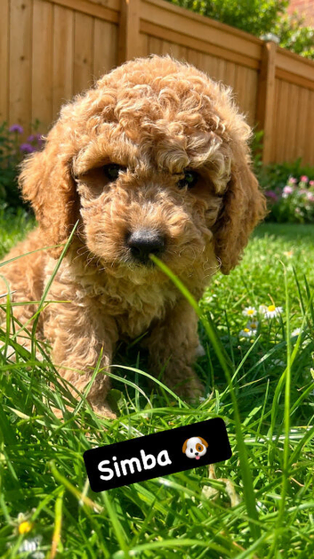 F1 LABRADOODLE/COCKAPOO MIX