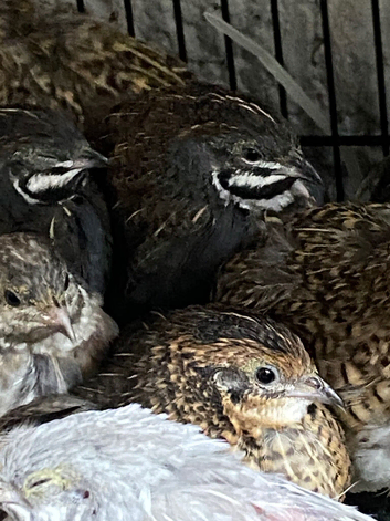 Chinese painted quails