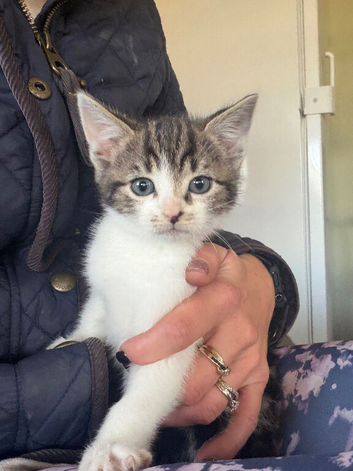 Kittens for sale