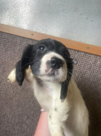Male and female springerx cooker spaniel