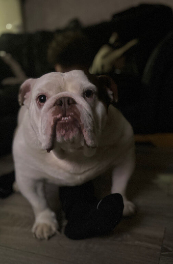 Rehoming english bulldog