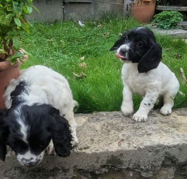 Cocker spaniel pups