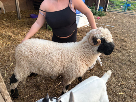 Valais black nose