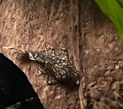 Bristlenose catfish