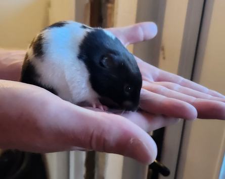 Female Syrian Hamster