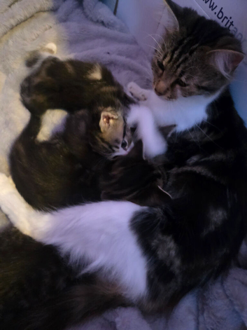 Lovely mixed breed kittens