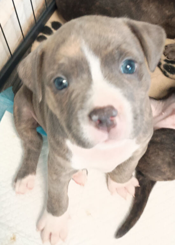 Staff x pocket bully
