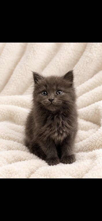 2 kittens