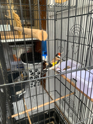 Siberian goldfinch