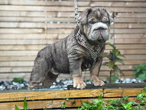 Beautiful English bulldog pup
