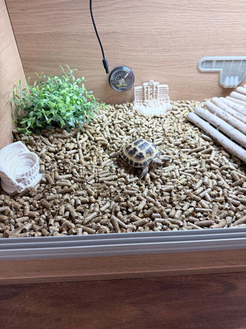 Tortoise & Full Set Up 5 months old