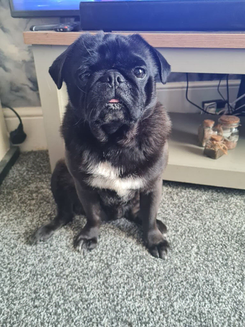 Black and platinum pug stud
