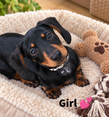 Beautiful dachshund puppy's