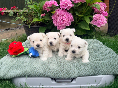 Gorgeous West Highland Terrier puppies