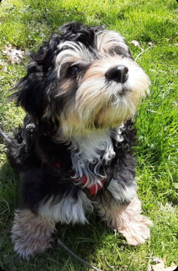 Beautiful 1-Year-Old Female Cavachon Looking for Her Forever Home ️